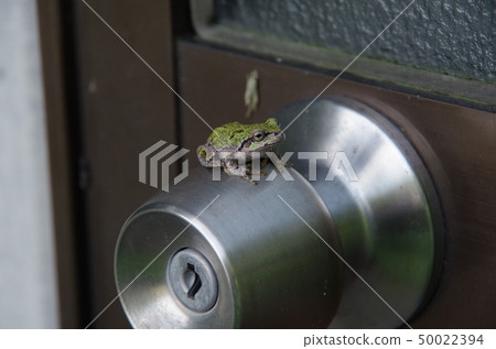 陷阱在門把手上棲息 50022394