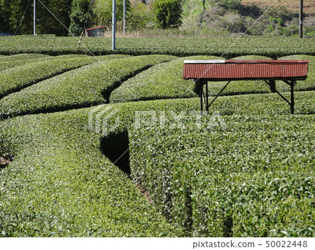 茶園 茶園 50022448