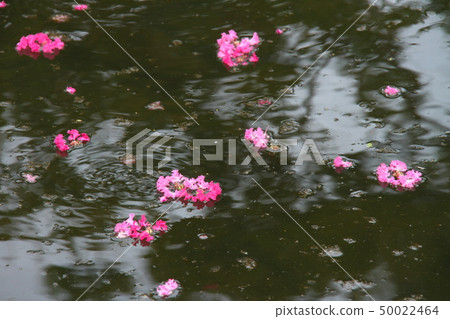 Hundred red 12 50022464