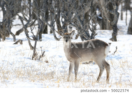 站立在開闊森林的曠野中的梅花鹿[冬天] /成年雌性動物（B.2-1） 50022574