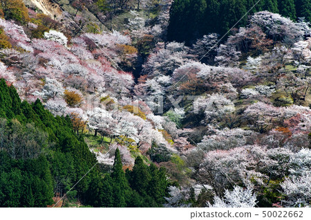 Senbonzakura of Mt. Yoshino, Nara Prefecture Senbonzakura of Mt. Yoshino, Nara Prefecture 50022662