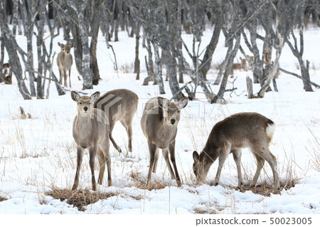 梅花鹿站在森林荒野[冬季] /雌性成年動物（小組） 50023005