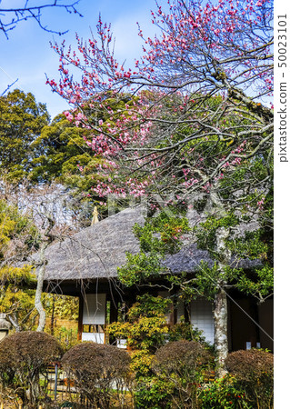 [東京日野市]百草園 50023101