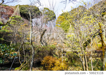 [東京日野市]百草園 50023116