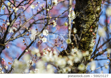 White plum and red plum 50023127