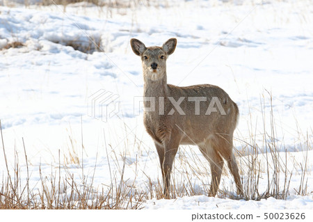 Ezo鹿/生活在冬季荒野的雌性成年動物 50023626