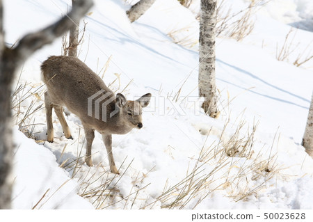 在冬季，我們放大餵養活動中的雌鹿/女性成年人 50023628