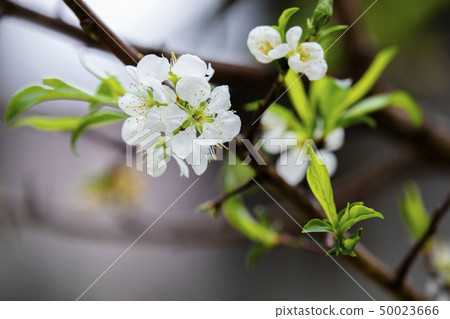 白梅花，梅花，初春，白梅、梅、早春、White plum, plum, early spring 50023666