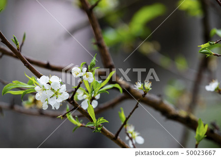 白梅花,梅花,初春,白梅、梅、早春、White plum, plum, early spring 白梅花,梅花,初春,白梅、梅、早春、White plum, plum, early spring 50023667