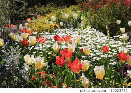 鬱金香郁金香花garten紅色鬱金香 50023711