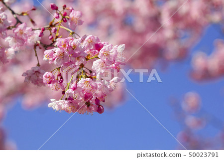 櫻花季節,櫻花,櫻花,櫻花,櫻花季節,櫻花,賞櫻花 櫻花季節,櫻花,櫻花,櫻花,櫻花季節,櫻花,賞櫻花 50023791