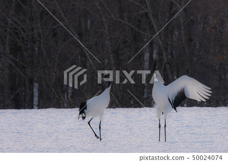 Cranberries 50024074