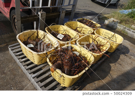 Fried Shrimp 50024309