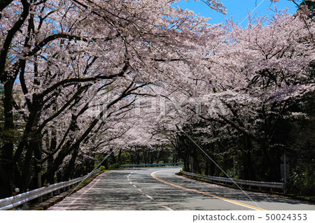 Cherry blossoms in full bloom 50024353