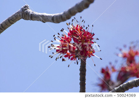 銀蓮花 銀蓮花 50024369