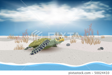 turtle, sea turtle, sea 50024410