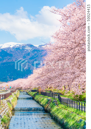 Japanese spring cherry blossoms lined with Kurobe river embankment cherry bank in Irizen-cho, Toyama prefecture Japanese spring cherry blossoms lined with Kurobe river embankment cherry bank in Irizen-cho, Toyama prefecture 50024415