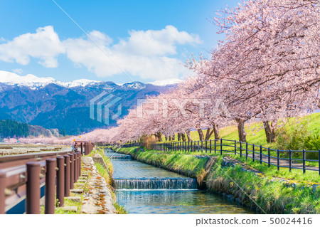 Japanese spring cherry blossoms lined with Kurobe river embankment cherry bank in Irizen-cho, Toyama prefecture Japanese spring cherry blossoms lined with Kurobe river embankment cherry bank in Irizen-cho, Toyama prefecture 50024416