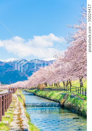 Japanese spring cherry blossoms lined with Kurobe river embankment cherry bank in Irizen-cho, Toyama prefecture 50024417