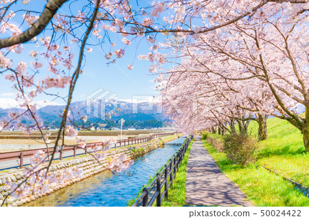 日本春天櫻花在富山縣伊里森町的黑部河堤防櫻花堤內排列 50024422