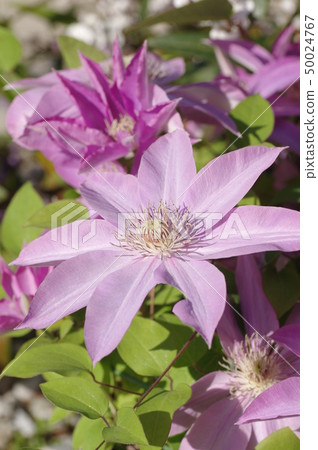 Tessen flower pink color Tessen flower pink color 50024767