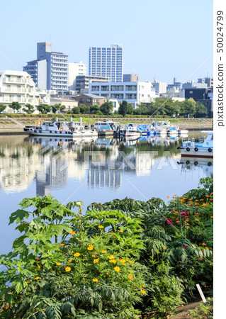 Taiai River (early summer) 50024799