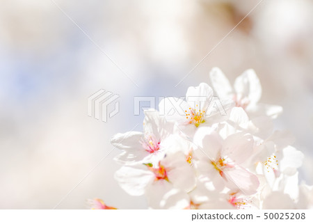 Cherry Blossoms	 50025208