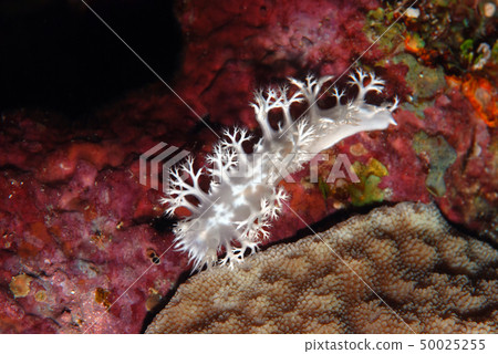 海參白色花嘎灑海蛞蝓 海參白色花嘎灑海蛞蝓 50025255