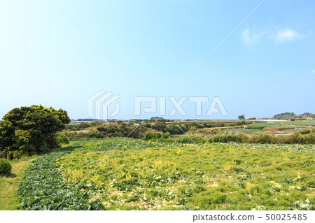 Field (spring) Field (spring) 50025485
