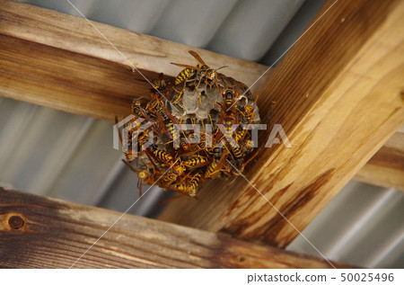 The nest of Ashana-nagi 50025496