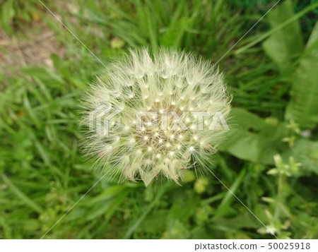 白花蒲公英 白花蒲公英 50025918