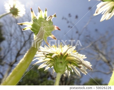 White flower dandelion White flower dandelion 50026226