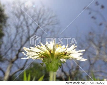白花蒲公英 50026227