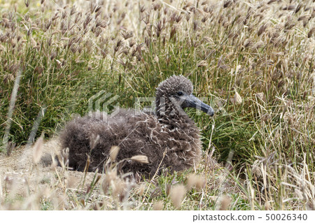 Chloaship Albatross Chicks Chloaship Albatross Chicks 50026340