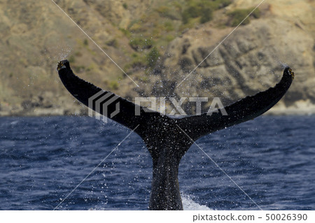 駝背鯨抬起尾鰭 50026390