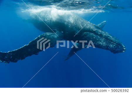 Parents of humpback whales swimming in the sea of Ogasawara Mother Island Parents of humpback whales swimming in the sea of Ogasawara Mother Island 50026392