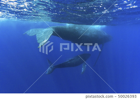 Parents of humpback whales swimming in the sea of Ogasawara Mother Island Parents of humpback whales swimming in the sea of Ogasawara Mother Island 50026393