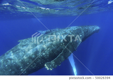 Parents of humpback whales swimming in the sea of Ogasawara Mother Island 50026394