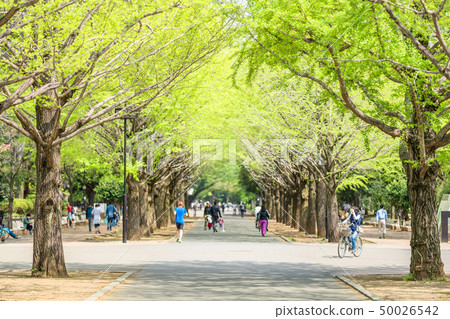 東京練馬區春光山公園 東京練馬區春光山公園 50026542