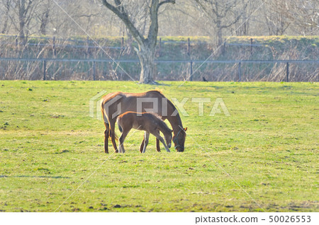 Parent and child horse 50026553