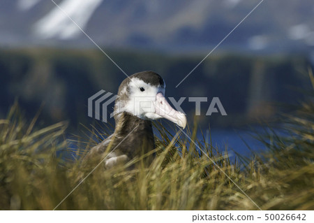 Young baby bird of the swedish whitebird on Praion Island, South Georgia Young baby bird of the swedish whitebird on Praion Island, South Georgia 50026642