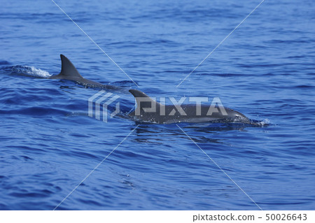 Japanese spiny dolphin Ogasawara Japanese spiny dolphin Ogasawara 50026643