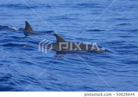 Japanese spiny dolphin Ogasawara Japanese spiny dolphin Ogasawara 50026644