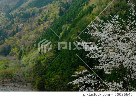 Cherry blossoms and fresh greenery of Totsugawa (Totsugawa Village, Yoshino-gun, Nara Prefecture) 50026645