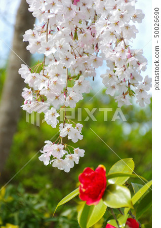 Hanami的櫻花 Hanami的櫻花 50026690