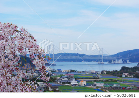 Hanami的櫻花 Hanami的櫻花 50026691