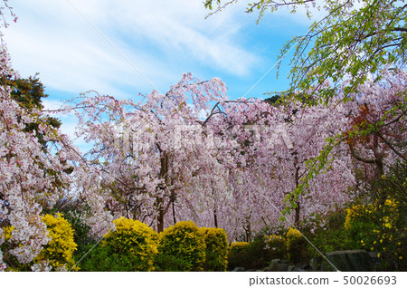 Cherry Blossoms at Hanami 50026693