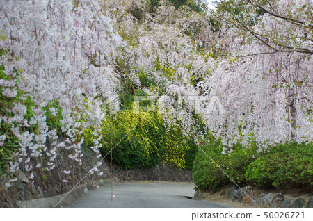 Cherry Blossoms at Hanami 50026721