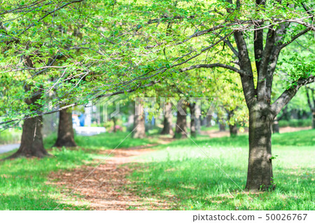 Tokyo Itabashi Ward Spring Akatsuka Park Tokyo Itabashi Ward Spring Akatsuka Park 50026767