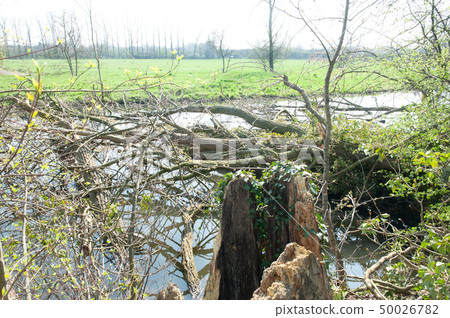 Bourgoyen on a sunny spring afternoon Bourgoyen on a sunny spring afternoon 50026782